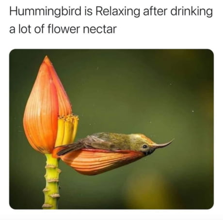 drunk on nectar