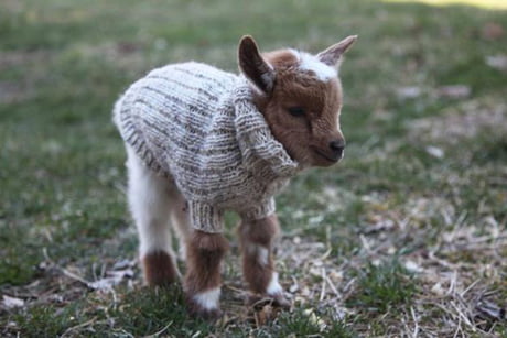 cute sweaters near me