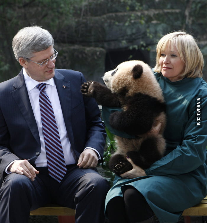 hi-i-am-panda-pleased-to-meet-you-9gag