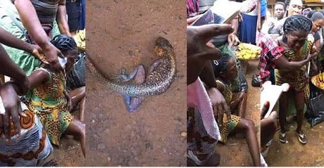 Real animal crossing... Confusion As Woman Allegedly Gives Birth To A  Lizard After Two Years Of Pregnancy In Rivers - 9GAG