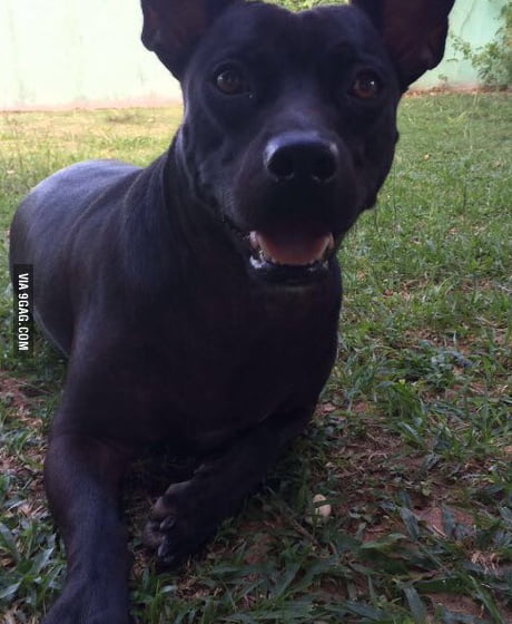 half pit half chihuahua