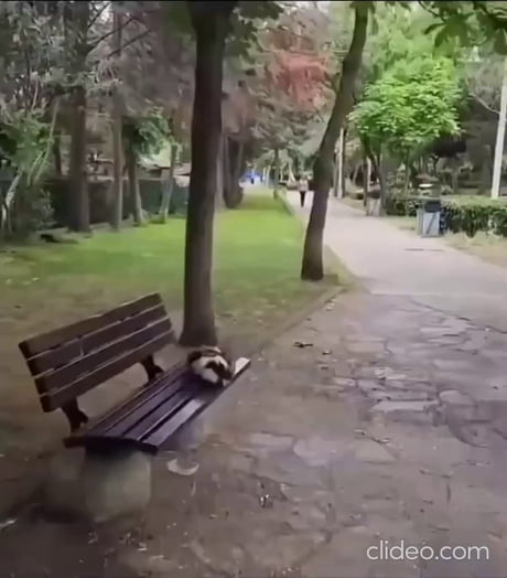 When cat distribution system gives you three musketeers.
