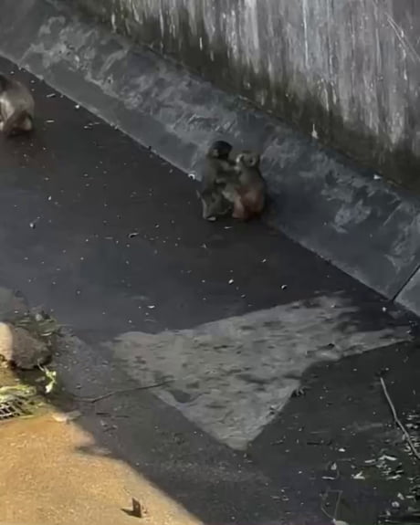 Our homie punch just got a gf