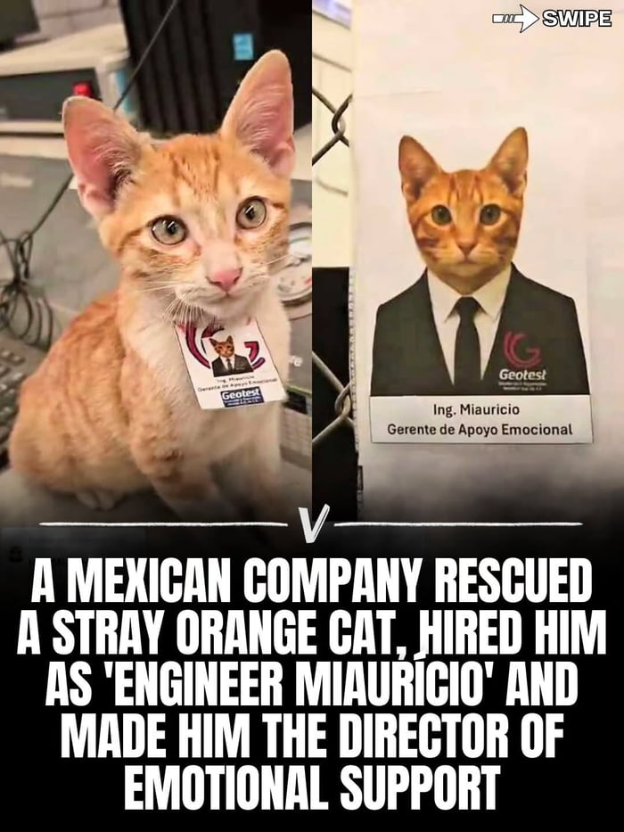 Sign me up for this company, I need an emotional support cat at work