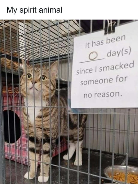 Should get a sign like this for my cat, the little asshole
