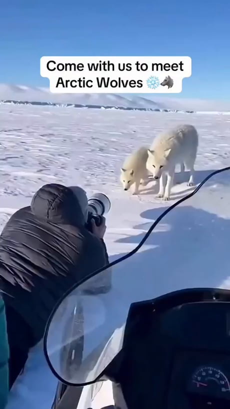 This is how we ended up with pet dogs 15,000 years ago... They got curious about ancient photographer and befriended them...