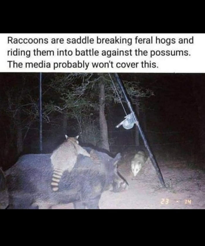 My money is on the raccoons...