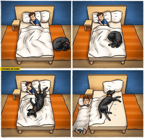 No dogs on the bed