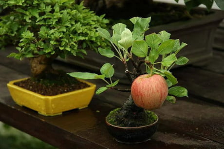 Best Funny bonsai Memes - 9GAG