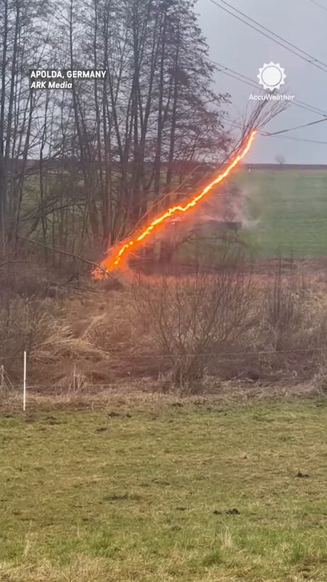 A small tree on a high-voltage line.