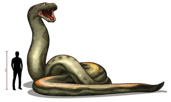 Let me introduce you to the titanaboa. Scariest thing is its believed to be the SECOND largest snake that ever lived