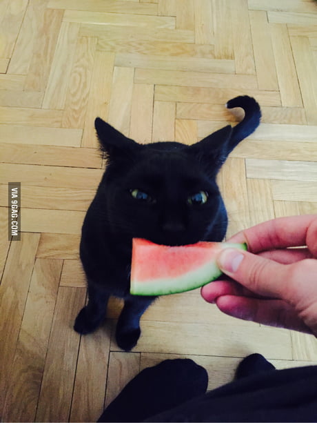 cat loves watermelon