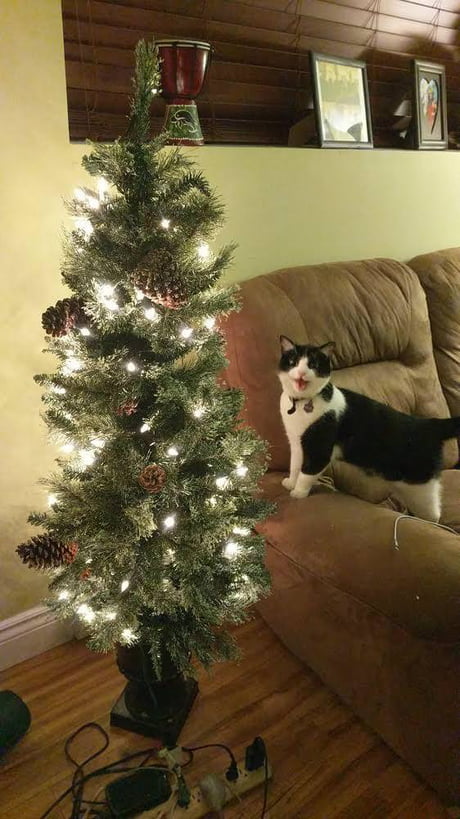 Cat sees 2025 christmas tree