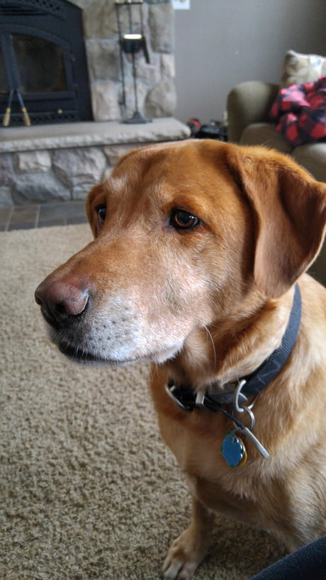 My Girlfriends Dog He Is A Red Fox Lab His Name Is Red And He Is A Good Boy 9gag