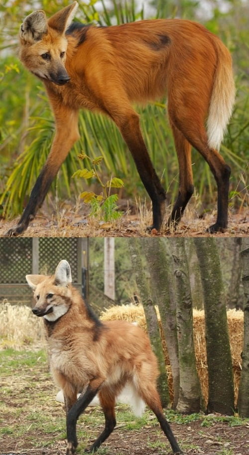 I will start to post creatures you might not have seen before. Today it's the Maned Wolf