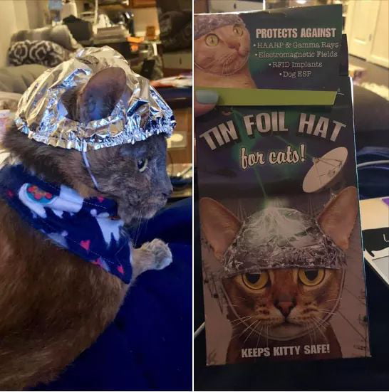 Please guys keep your Cat safe!