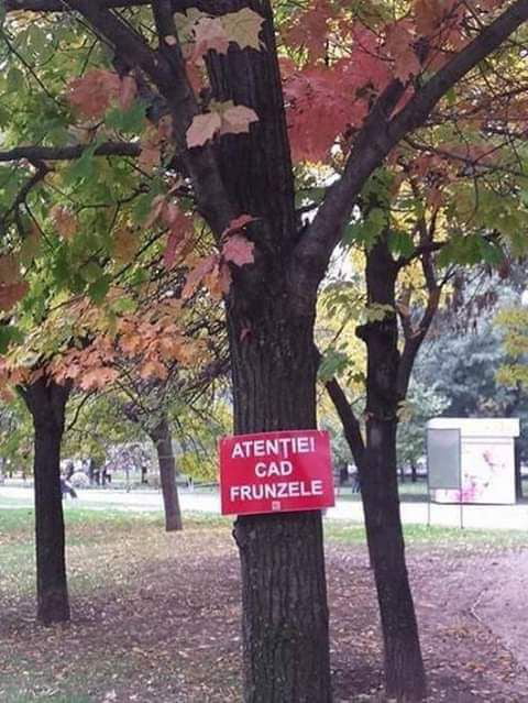Meanwhile in Romania. (Sign says : Beware! Leaves are falling)
