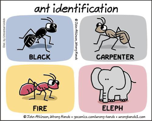 Ant identification