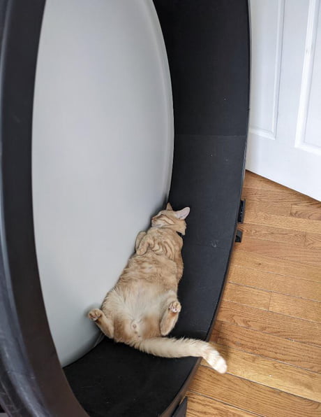 wall mounted cat exercise wheel