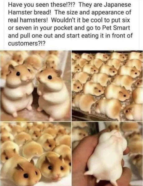 chinese hamster bread