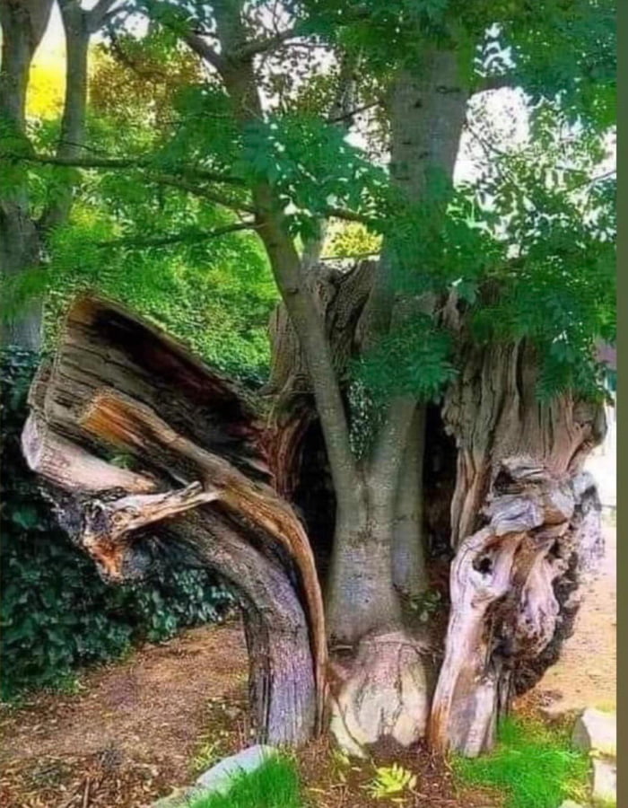This tree decided to begin a new life 9gag