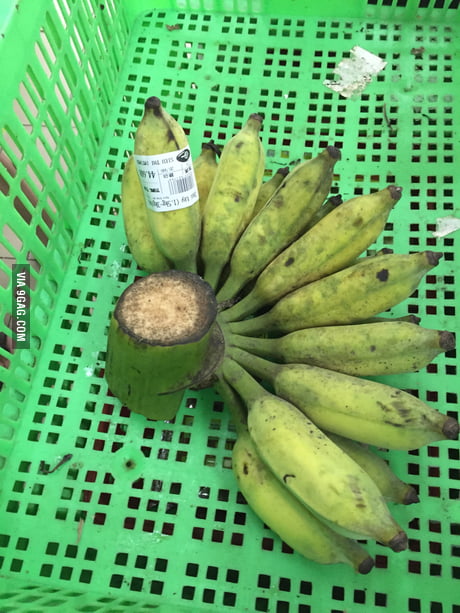 A rare photo of a mother banana breast-feeding her baby bananas
