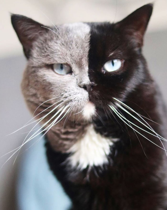 Chimera Cat Becomes Father To Kittens That Share His Colors Separately ...