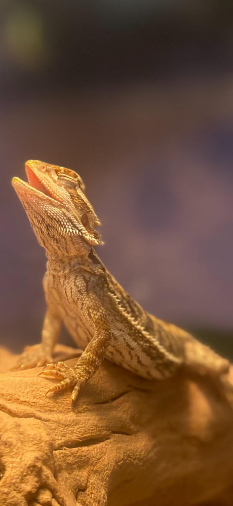 We Got A New Bearded Dragon Recently 9gag