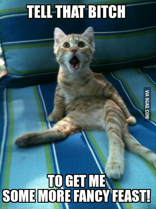 Spoiled brat cat. - 9GAG