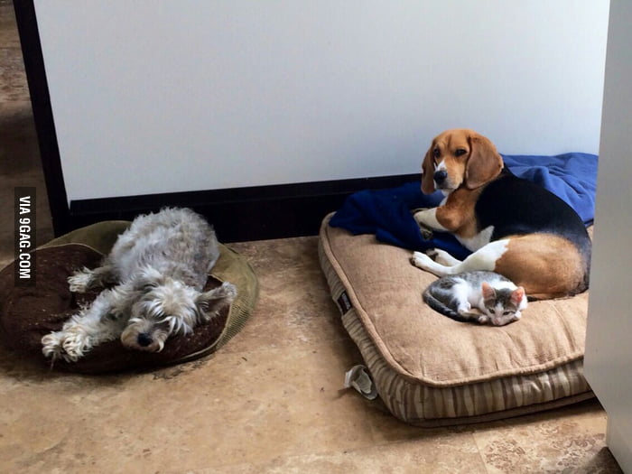 My cat believe that he is a dog. barks and everything 9GAG