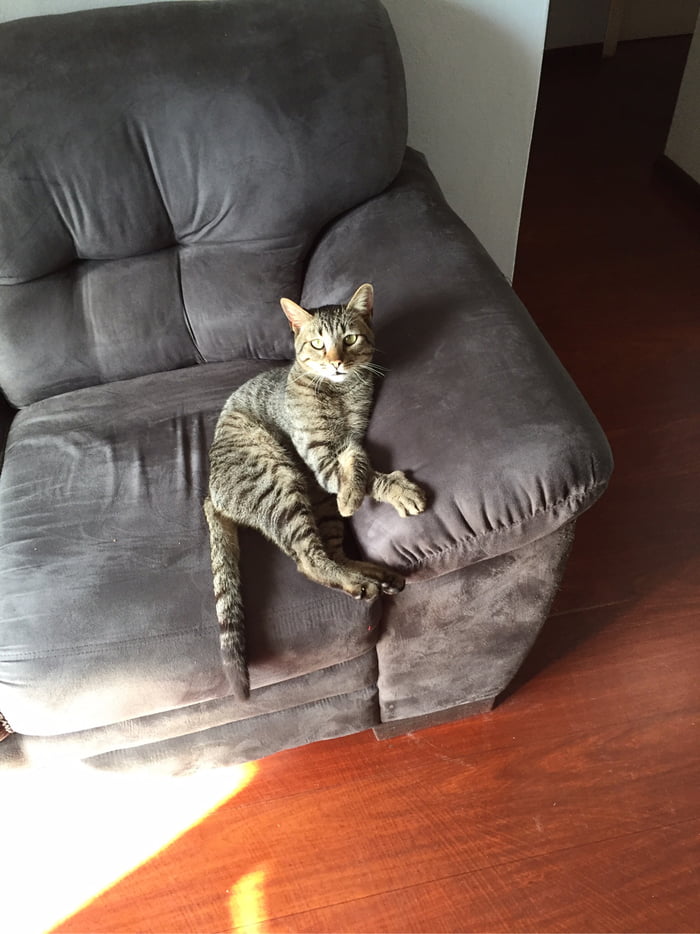 Today when I came home my cat was sitting like this. *hey hooman we need to talk*