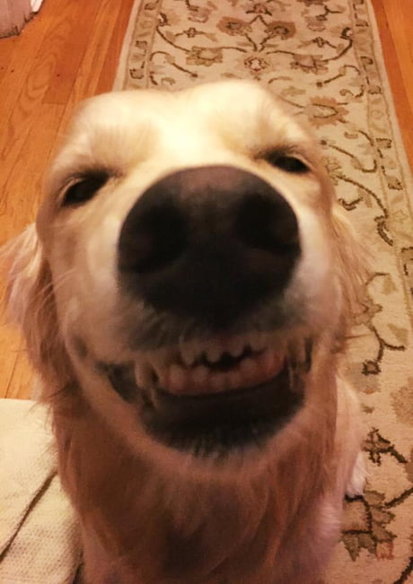 My Dog Welcoming Me Home From Work Best Smile Ever 9gag