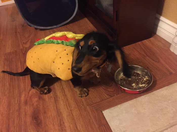 S p o o k e d hot dog pupper