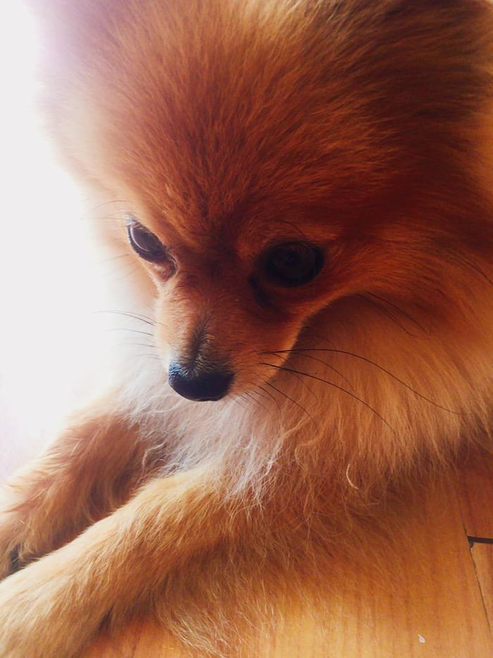 Little Angel