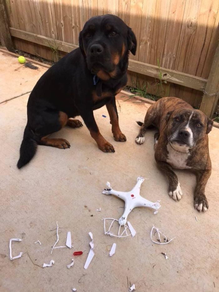 Drone landed in neighbor's yard