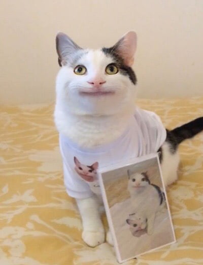 Oh snap! Its polite cat yall
