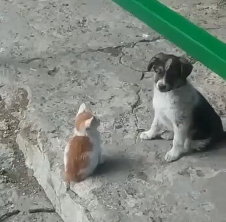 Pupper Pets Kitten