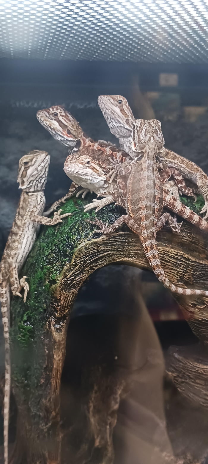The Lizard Council, Judges of Scale - 9GAG