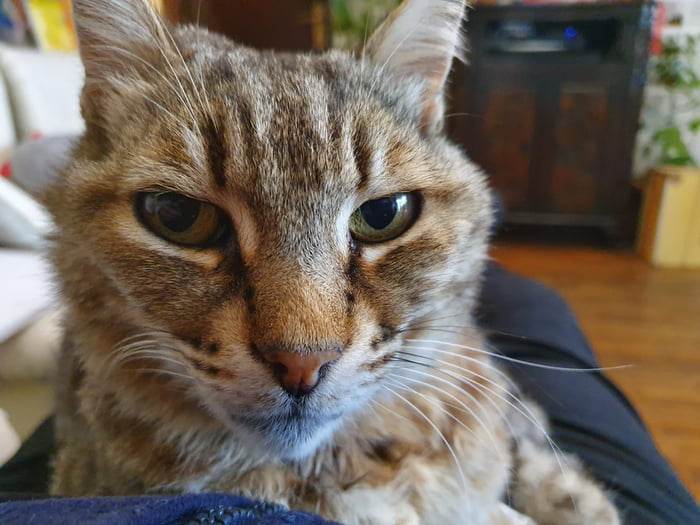 good-bye-my-friend-2003-2023-thank-you-for-twenty-years-of-purrfect