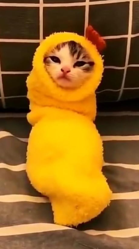 burrito cat costume