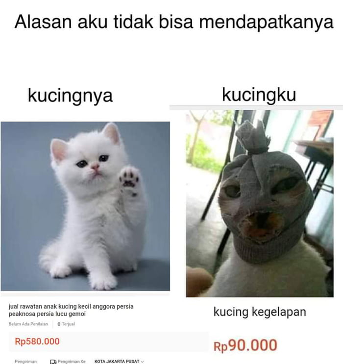 Kucing kegelapan - 9GAG