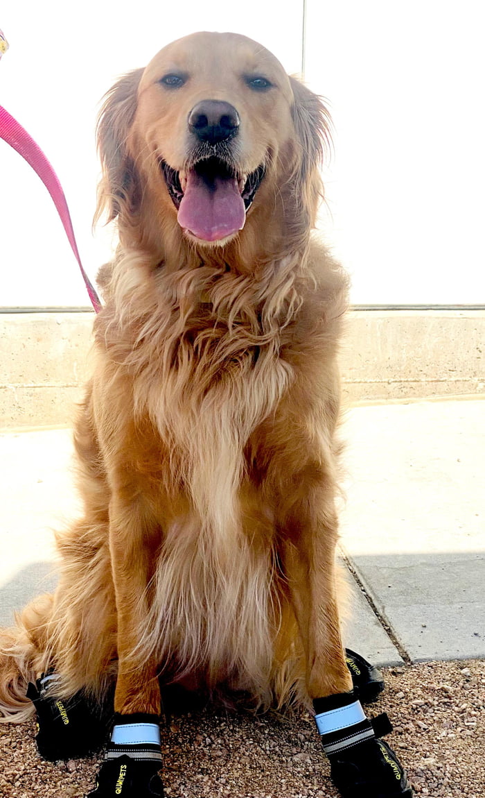 Golden Retriever Beating The Texas Heat With The Cutest Shoes 9GAG golden-retriever-beating-the-texas-heat-with-the-cutest-shoes-9gag