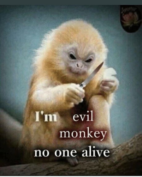 Best Funny monkey Memes - 9GAG