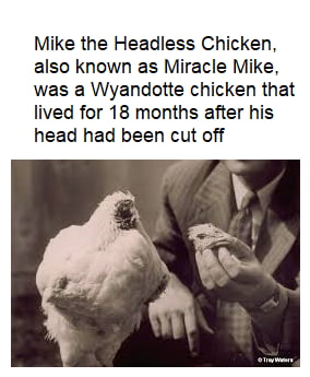 Best Funny mike the headless chicken Memes - 9GAG