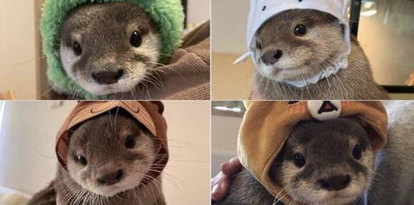 otter with hats