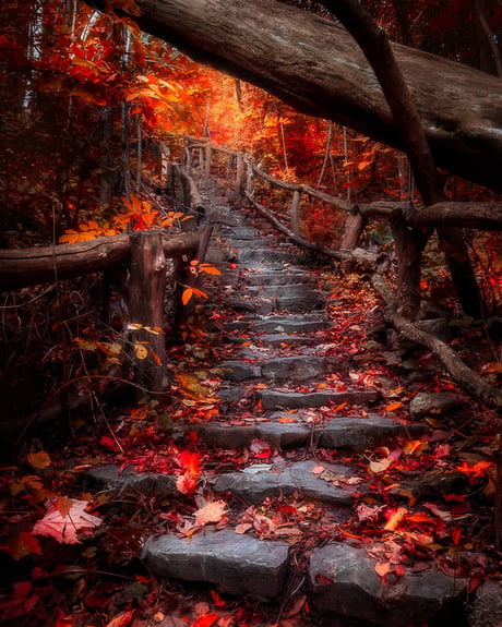 A trail leading into Autumn in Ontario