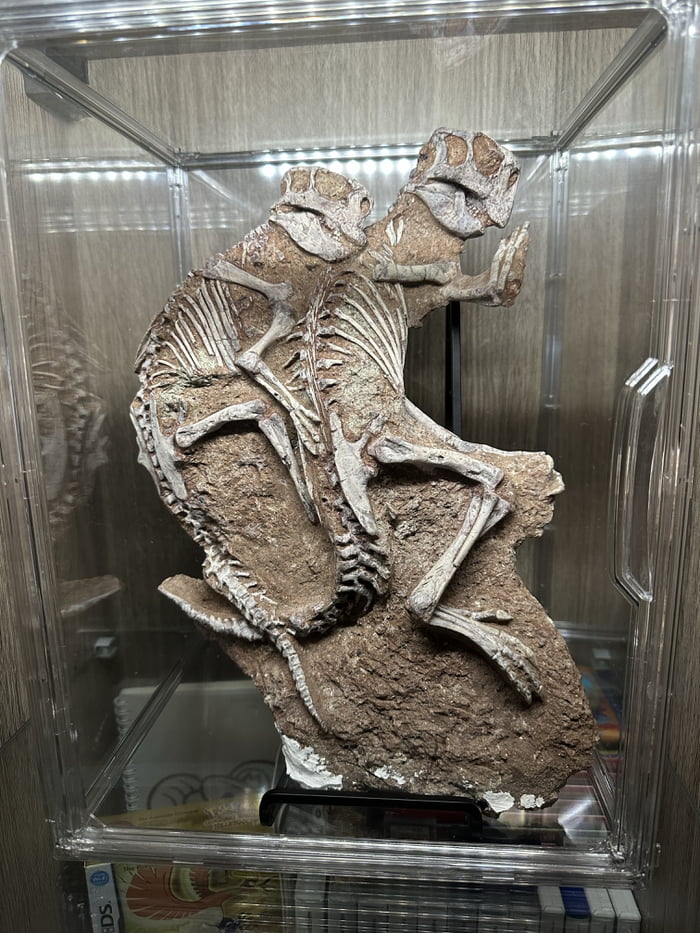 I have fulfilled my life-long dream of owning dinosaurs