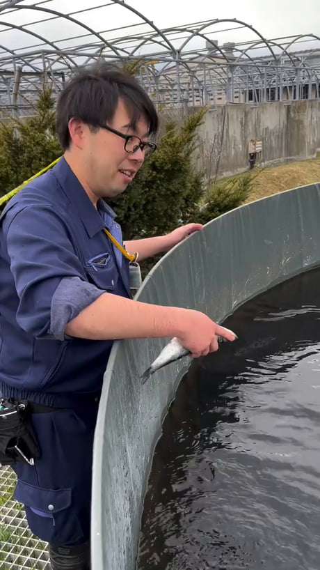 Just casually feeding a fish to a bigger fish, nothing to see here