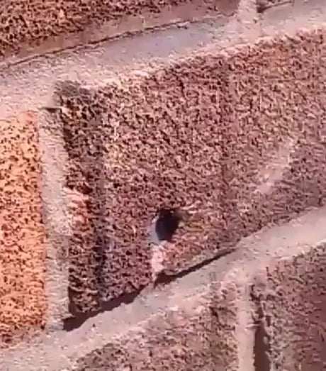 The bee pulls a nail out of the hole in its nest that someone had placed there.