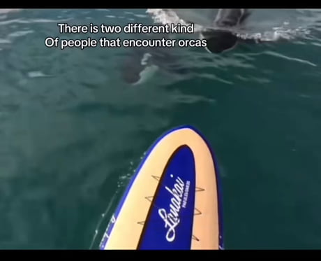 The white is there eyes